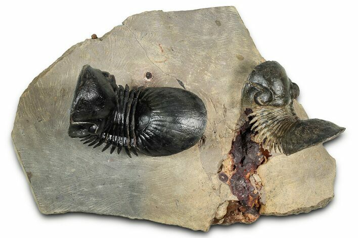 Two Flying Paralejurus Trilobites - Atchana, Morocco #344469